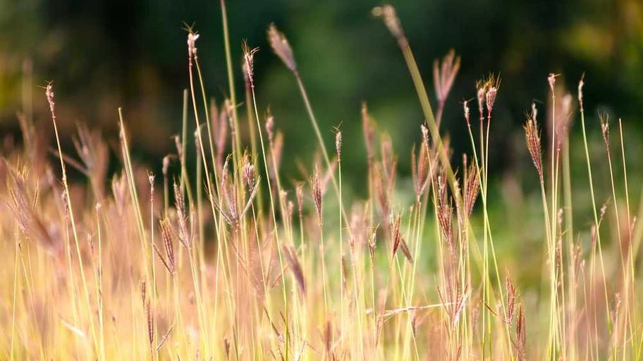 Đặc điểm bất động sản upland