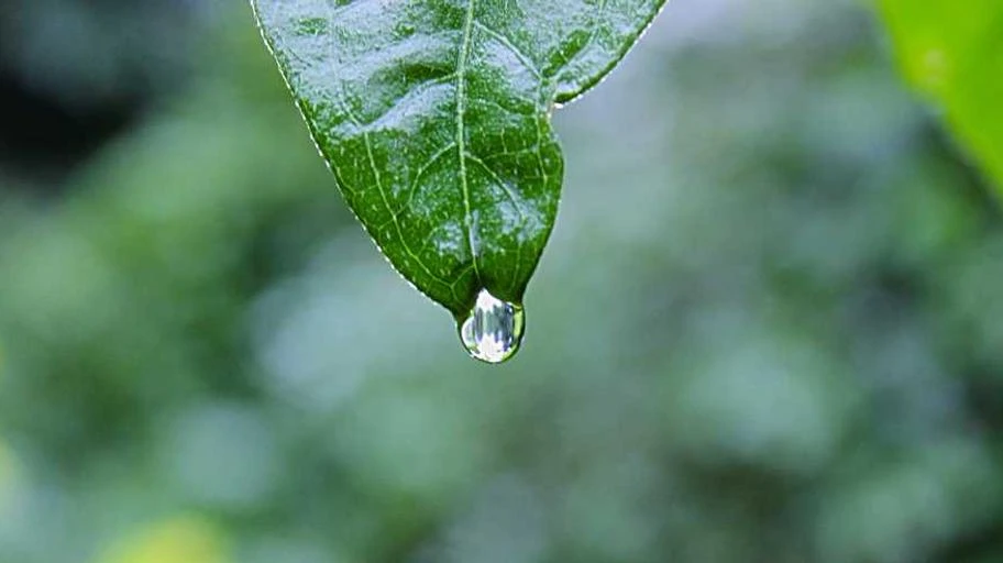 Thuật ngữ vàng trong tiếng Anh